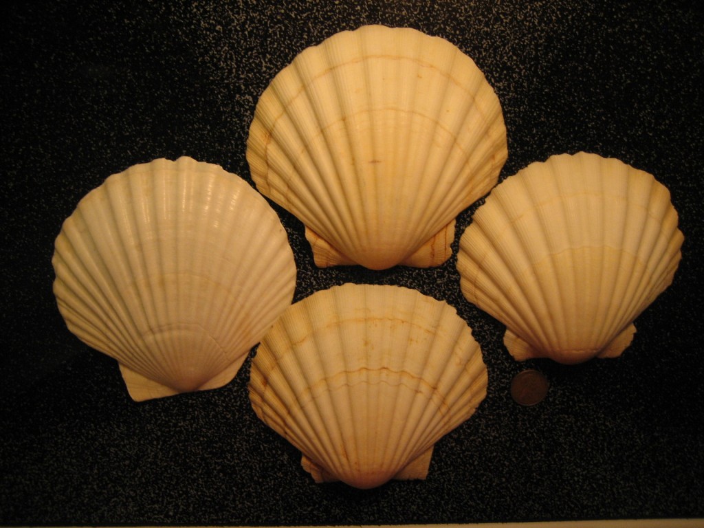 Huge Scallop shells I Love Shelling