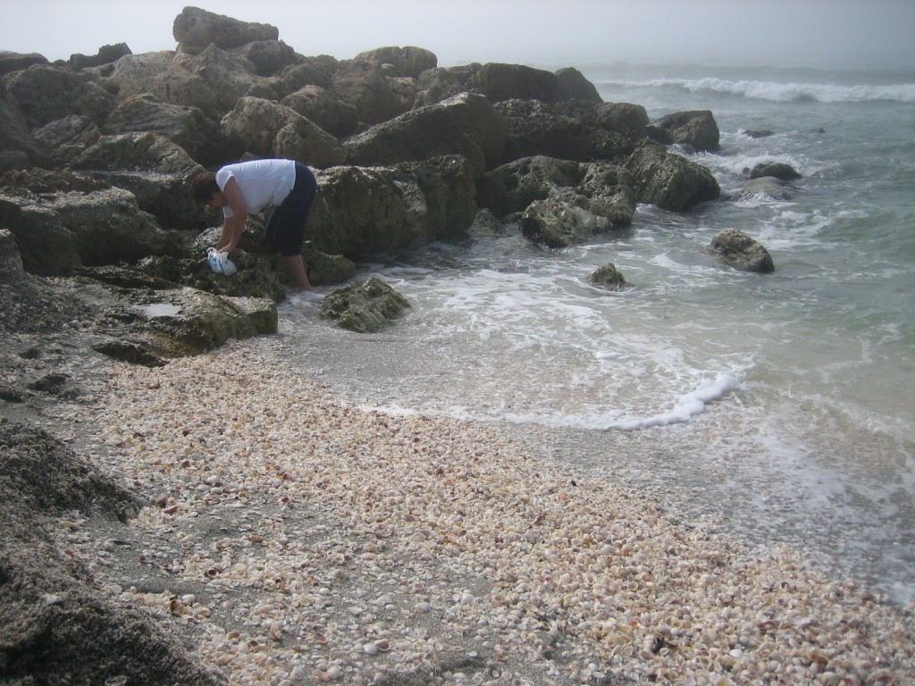 The shells at the Blind Pass jetty