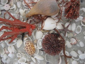Crab shell, Urchin, Fig and Sponge Crab shell, Urchin, Fig and Sponge