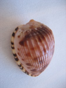 Reticulated Cowrie Helmet BVI Marina Cay