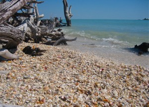 Loads of shells in the tree roots on Cayo Costa