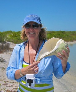 Whelk seashell Captiva Florida