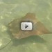 Manta Ray Video