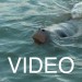 Manatee video