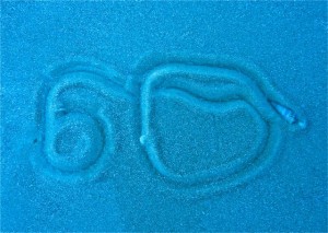 Auger blue