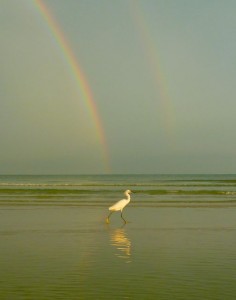 Snowy Egret Under the Rainbow