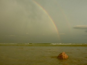 Whelk under the Rainbow