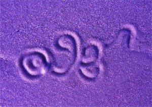 auger purple