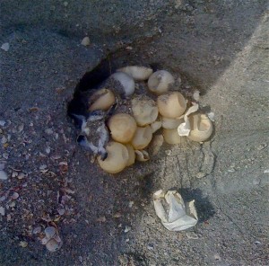 Susie's Sea Turtle hatching Susie's Sea Turtle hatching