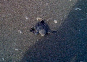 Susie's sea turtle scooting Susie's sea turtle scooting