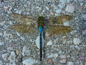 Dragonfly on the beach Dragonfly on the beach