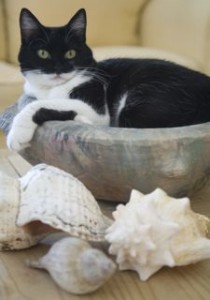 Smittie the kitty with shells