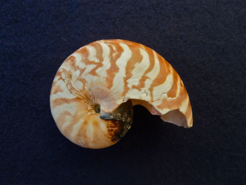 Bali Nautilus shell