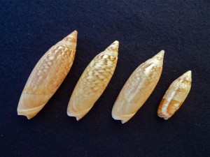 Bali Olive seashell Bali Olive seashell