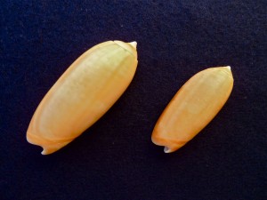 Bali Olive shell Bali Olive shell