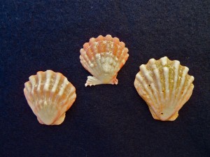 Bali Scallop shells Bali Scallop shells
