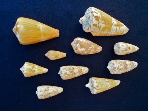 Bali cone shells Bali cone shells