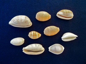 Bali cowries Bali cowries