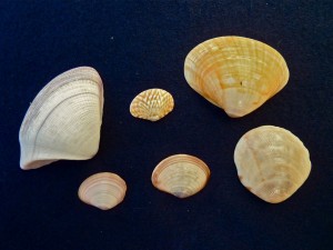 Bali mixed clams Bali mixed clams