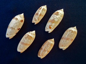 Bali olive seashells Bali olive seashells