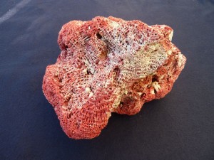 Bali red pipe organ coral Bali red pipe organ coral