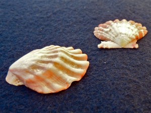 Bali scallop seashells side view Bali scallop seashells side view