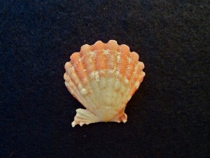 Bali scallop shell Bali scallop shell