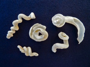 Bali worm shells Bali worm shells