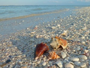Fighting conchs on beach Fighting conchs on beach