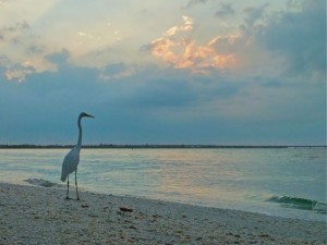 Great White Heron Sanibel lighthouse Great White Heron Sanibel lighthouse