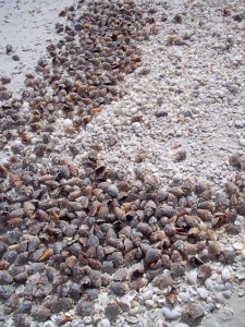 Little Hickory Bonita Beach shells Little Hickory Bonita Beach shells