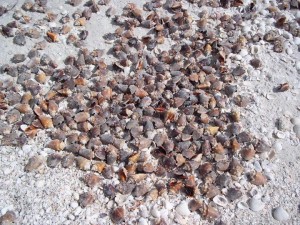Little Hickory pile of sea shells Little Hickory pile of sea shells