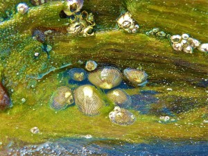 Live Limpets Live Limpets