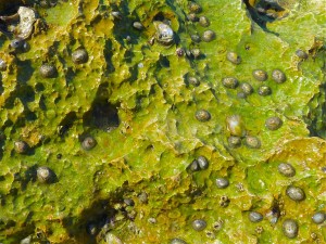 Live limpets Captiva jetty Live limpets Captiva jetty