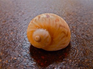 Moon snail seashell Moon snail seashell