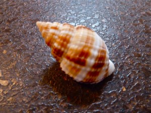 Nutmeg seashell Nutmeg seashell