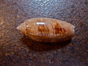 Olive seashell Lettered Olive seashell