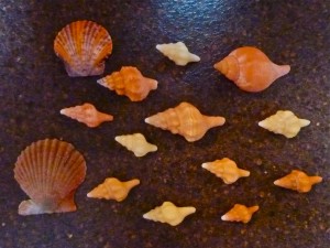 Orange seashells Orange seashells