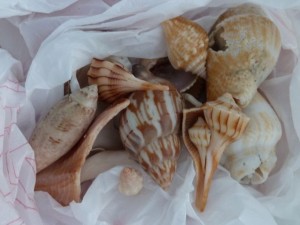 Sanibel lighthouse beach shells Sanibel lighthouse beach shells