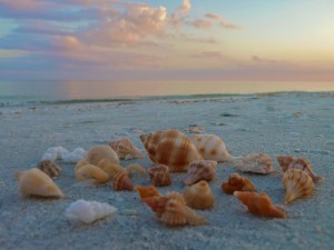 Seashell collection lighthouse