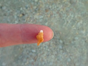 baby horse conch shell