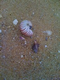 janes nautilus janes nautilus