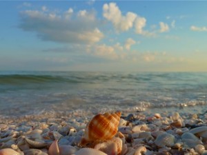 nutmeg seashell with clouds