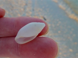 olivella perplexa seashell olivella perplexa seashell