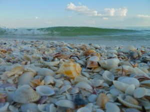 pear whelk seashell