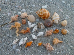 seashell collection over view