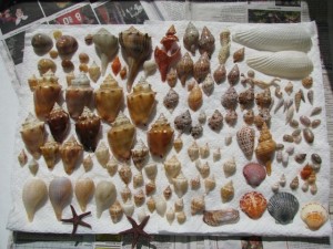 Angel wing seashells cb