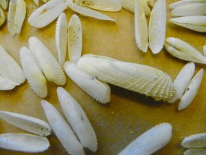 Angel wing shells drb