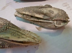 Angel wing shells mucky mk