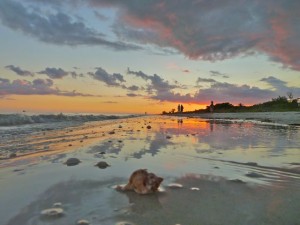 Apple Murex Sanibel Sunset Apple Murex Sanibel Sunset